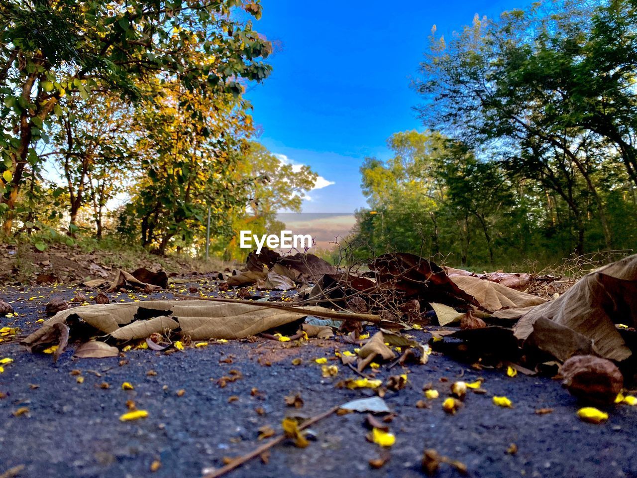 SURFACE LEVEL OF FALLEN LEAVES ON GROUND AGAINST SKY