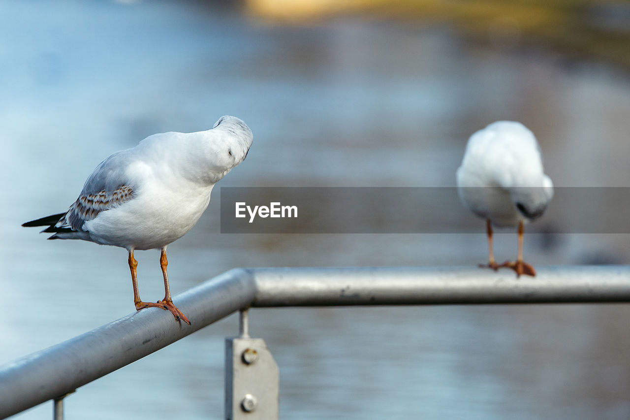 CLOSE-UP OF SEAGULL PERCHING ON RETAINING WALL