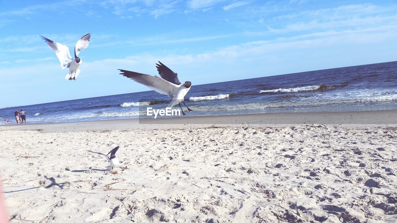 SEAGULLS FLYING OVER SEA AGAINST SKY