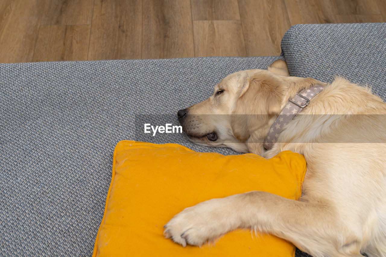 A young male golden retriever is sleeping on a couch in a home living room on yellow pillows 