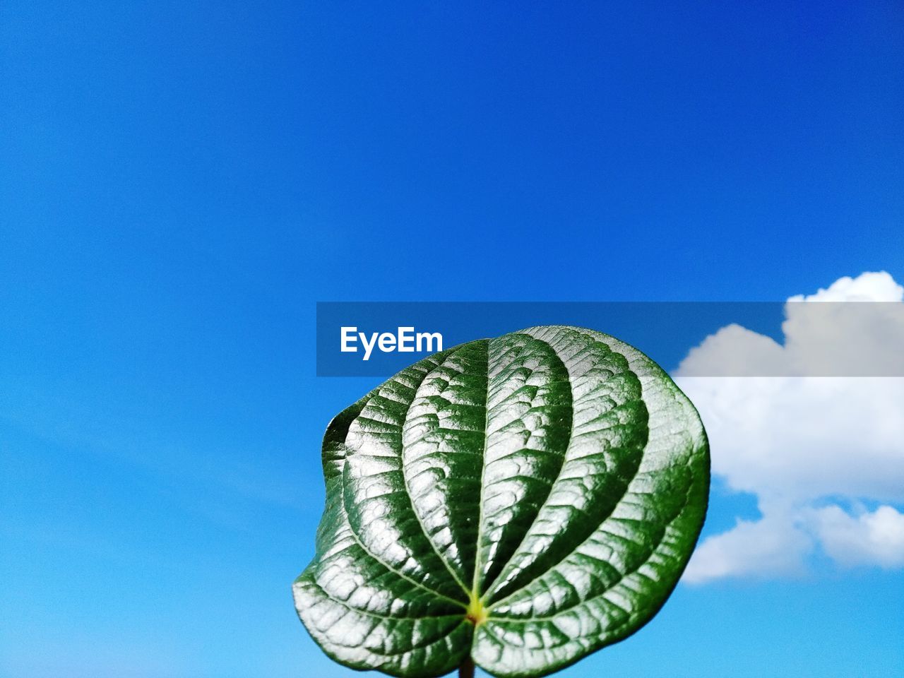 Low angle view of flowering plant against blue sky