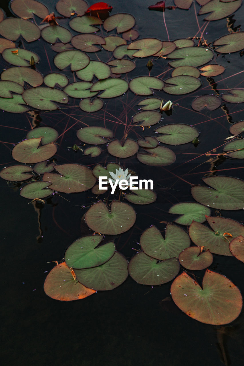 HIGH ANGLE VIEW OF LOTUS WATER LILY LEAVES IN LAKE