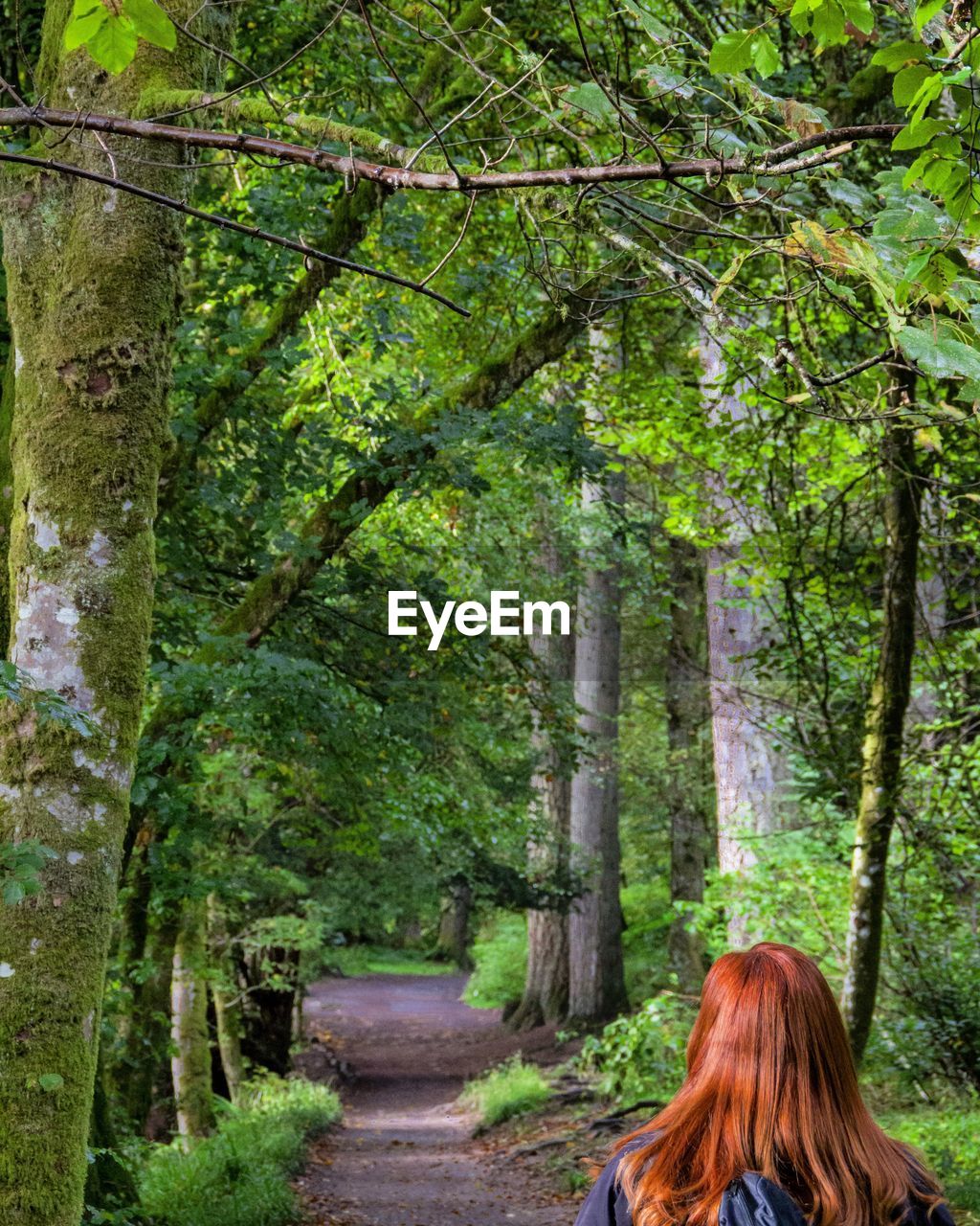 Rear view of woman in forest