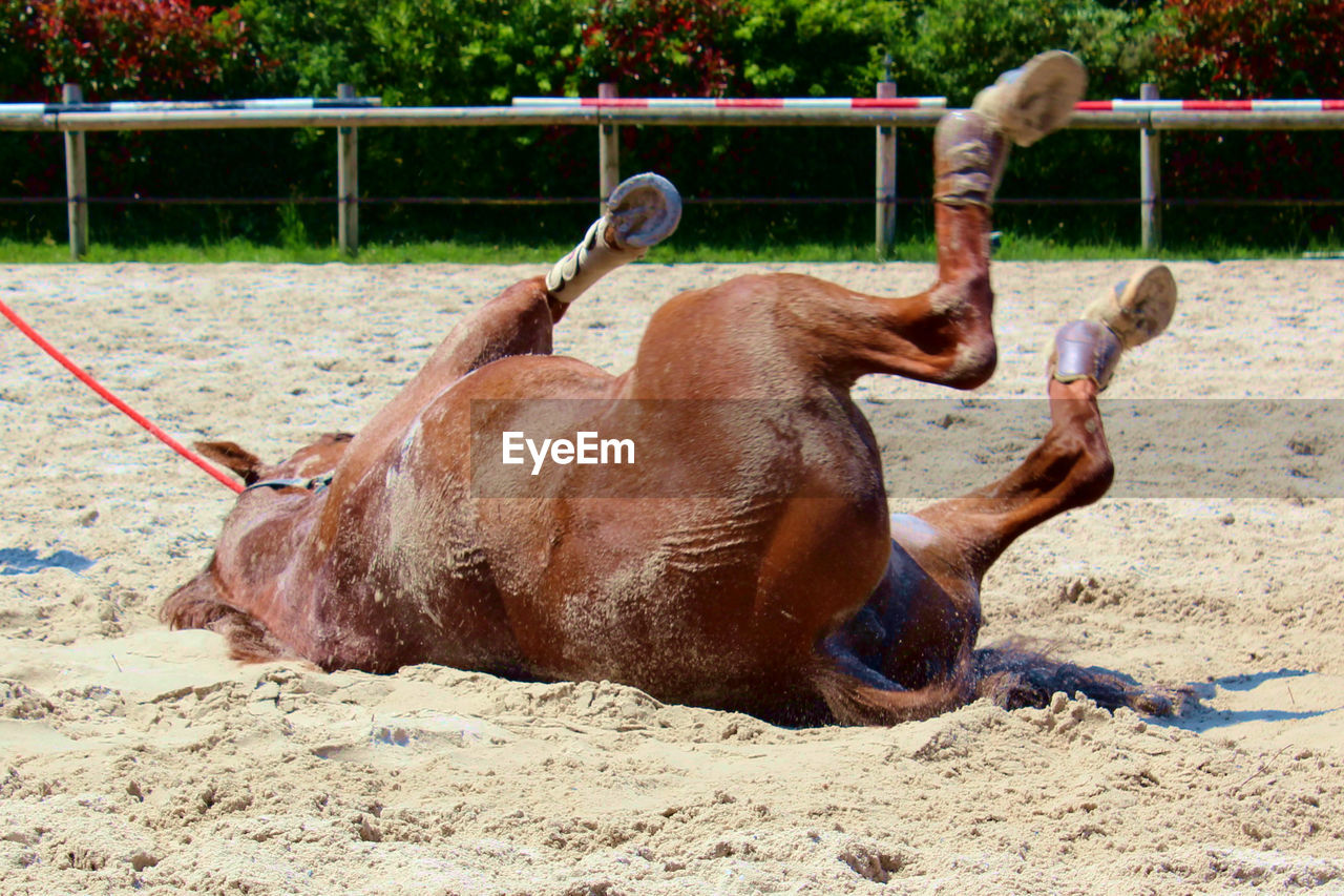 HORSES LYING ON LAND