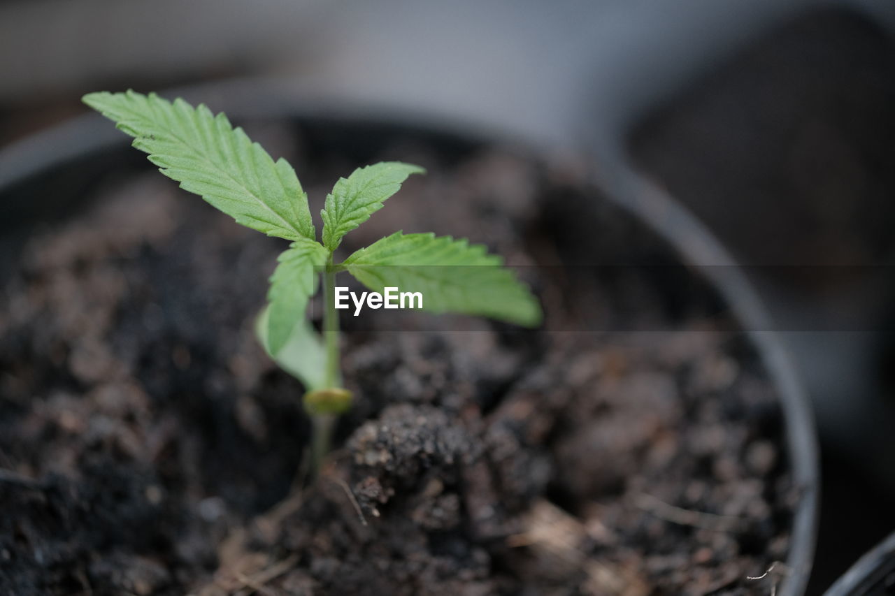 Close-up of potted plant weed