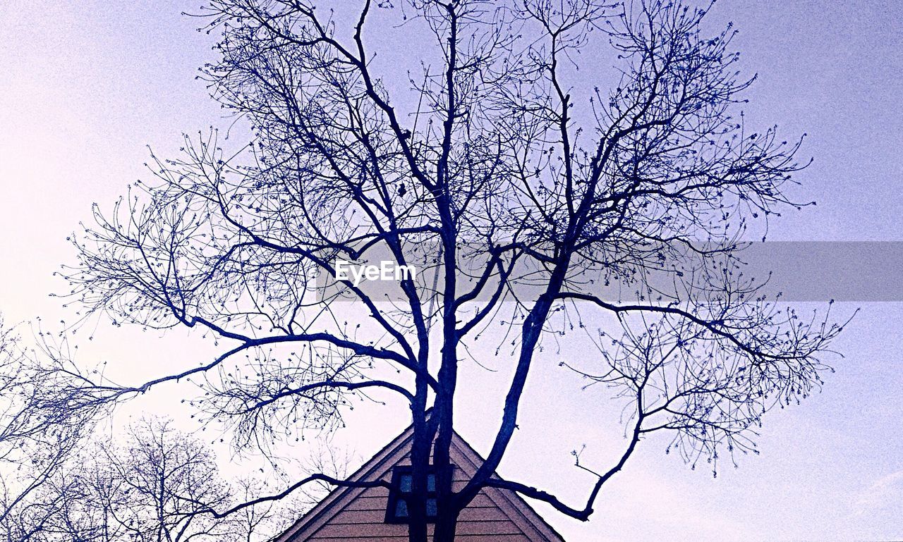 LOW ANGLE VIEW OF TREES AGAINST SKY