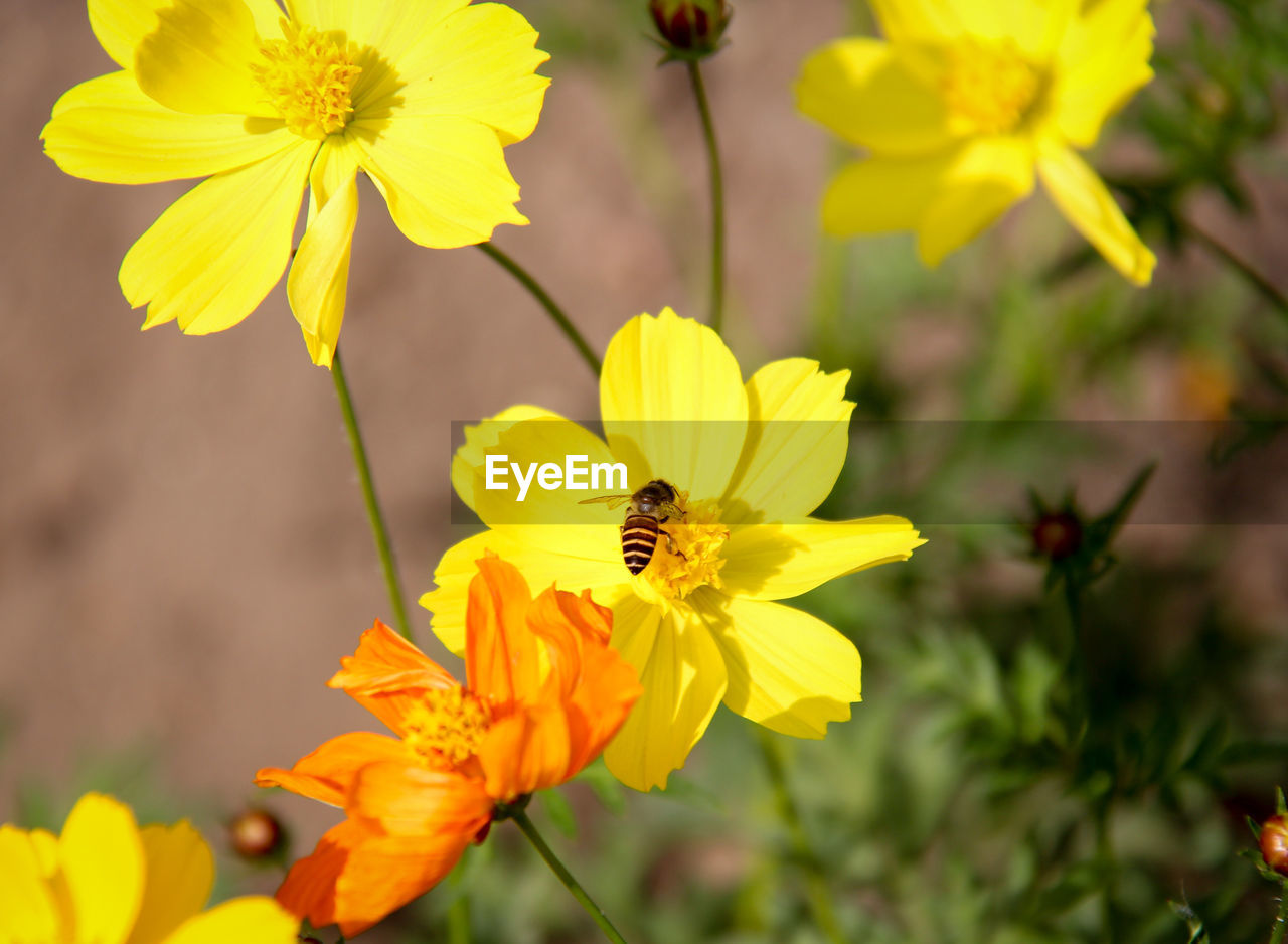 CLOSE-UP OF BEE POLLINATING FLOWER