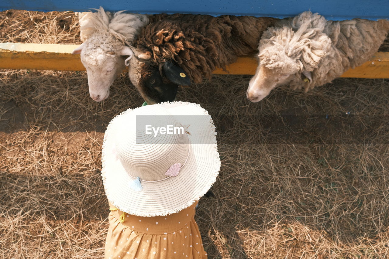 Childen feeding sheep