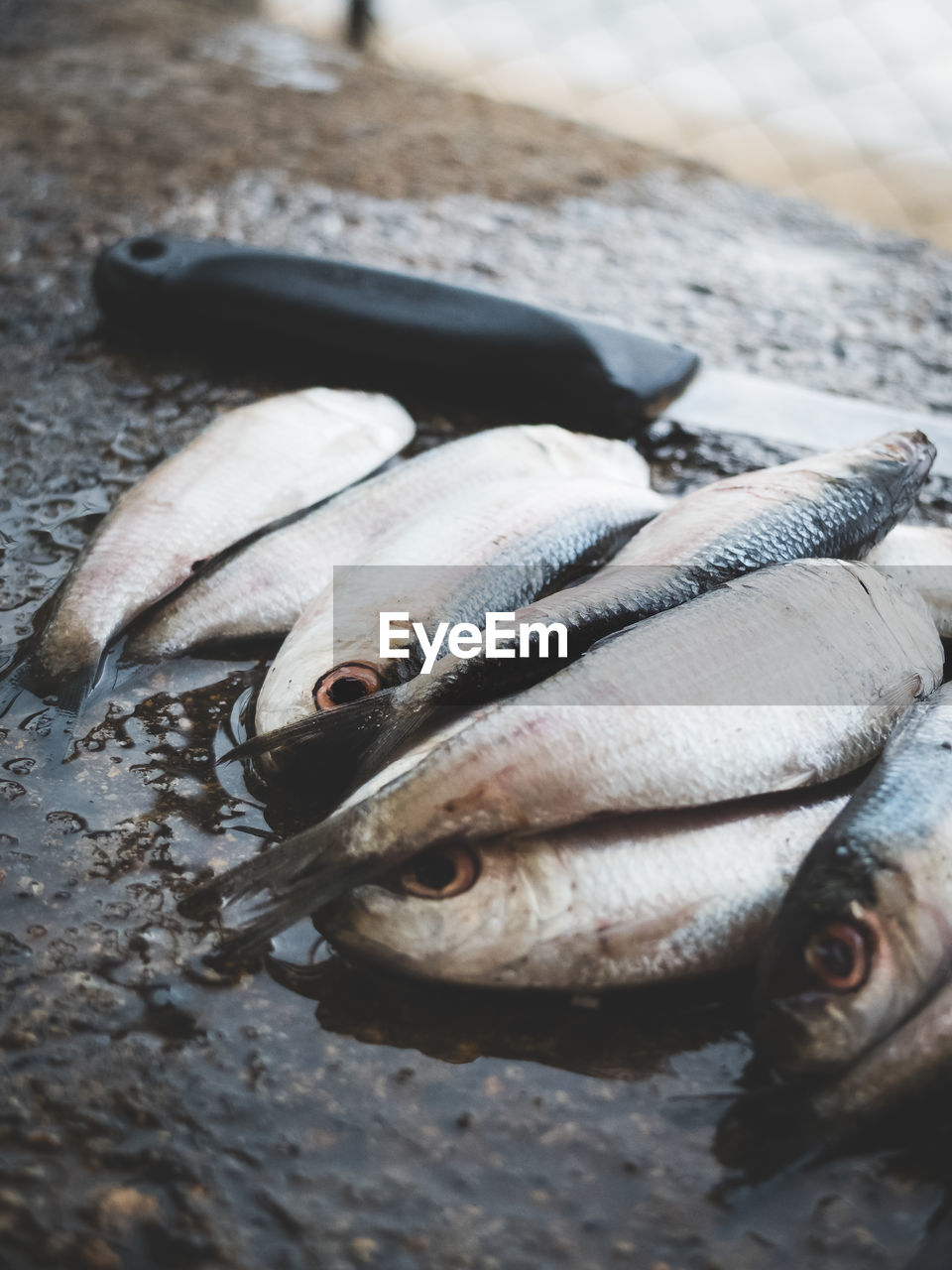 High angle view of dead fishes and knife on wet rock