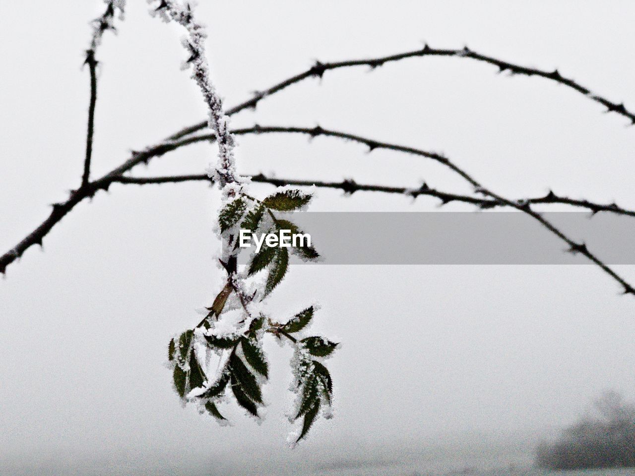 CLOSE-UP OF SNOW COVERED BRANCH