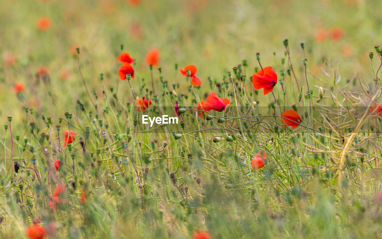 RED POPPIES IN FIELD