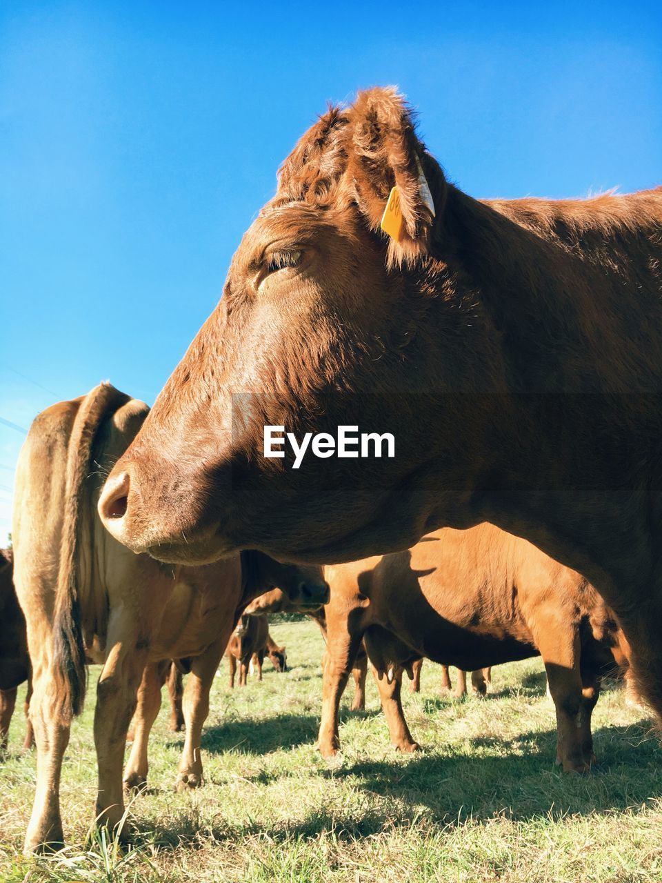 Cattle standing on grassy field against clear blue sky during sunny day