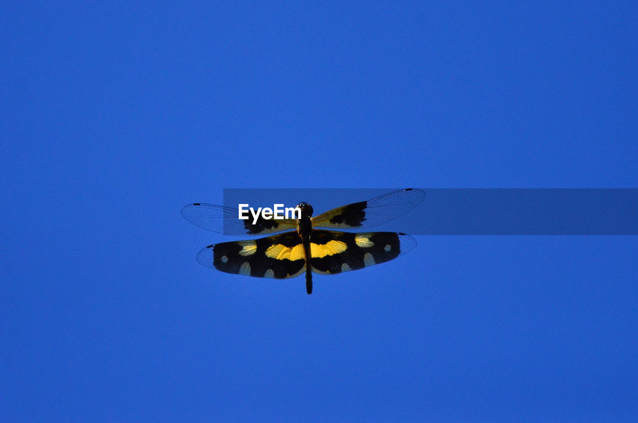 LOW ANGLE VIEW OF BUTTERFLY FLYING