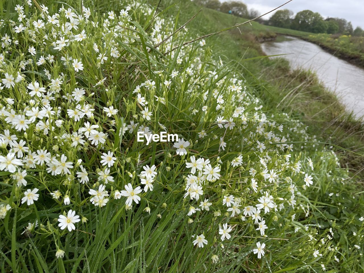 plant, flower, flowering plant, beauty in nature, meadow, nature, land, growth, grass, freshness, field, green, no people, landscape, environment, prairie, day, grassland, fragility, white, outdoors, tranquility, wildflower, sky, rural scene, springtime, scenics - nature, non-urban scene, herb, tranquil scene, lawn