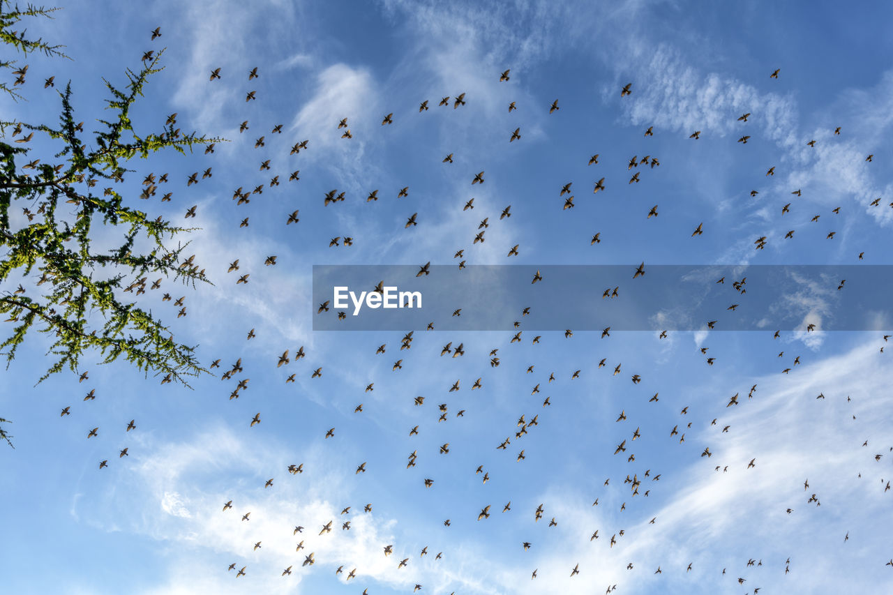 Low angle view of birds flying in sky