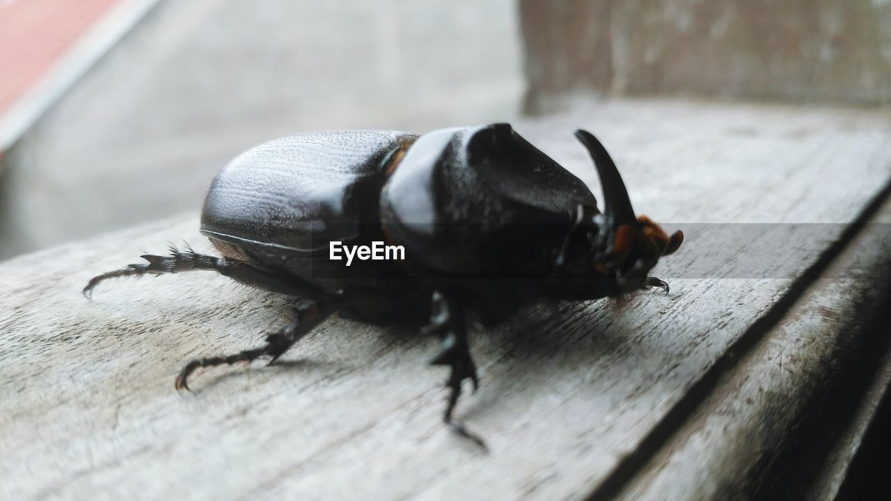 CLOSE-UP OF INSECTS ON TABLE