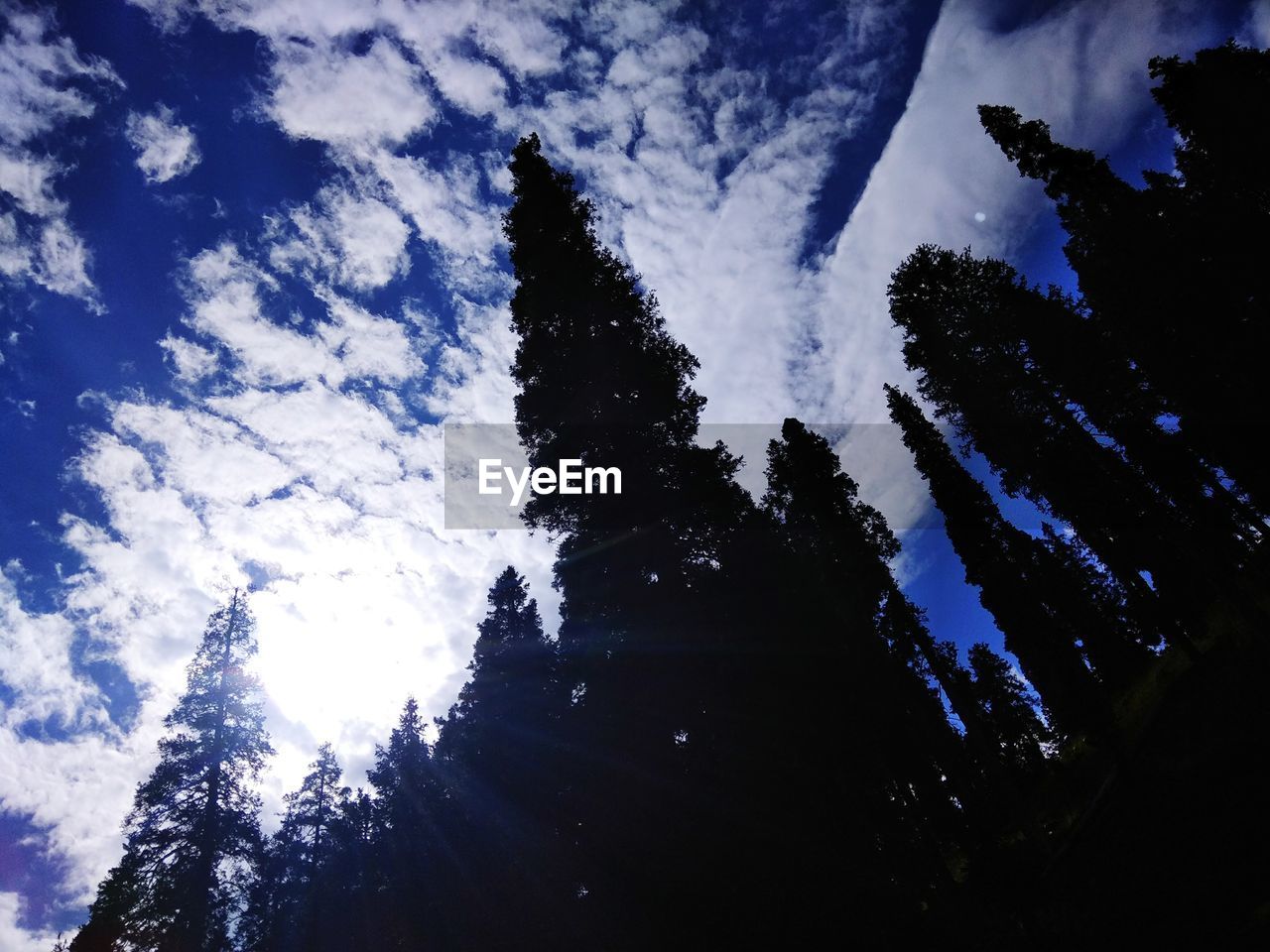 LOW ANGLE VIEW OF SILHOUETTE TREES AGAINST SKY