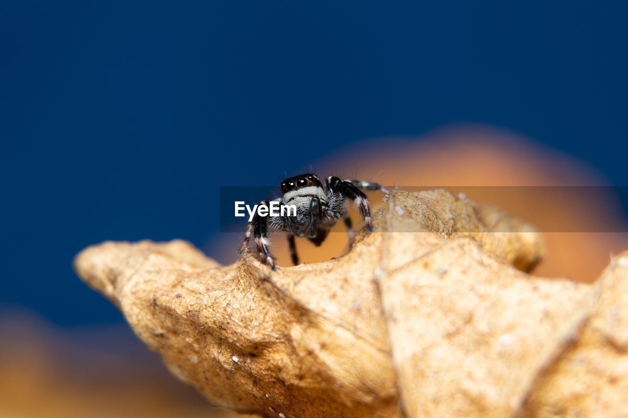 Close-up of a beautiful spider