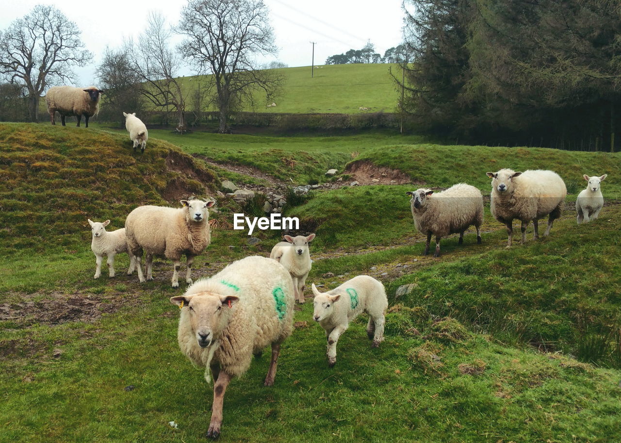 Sheep grazing on grassy field