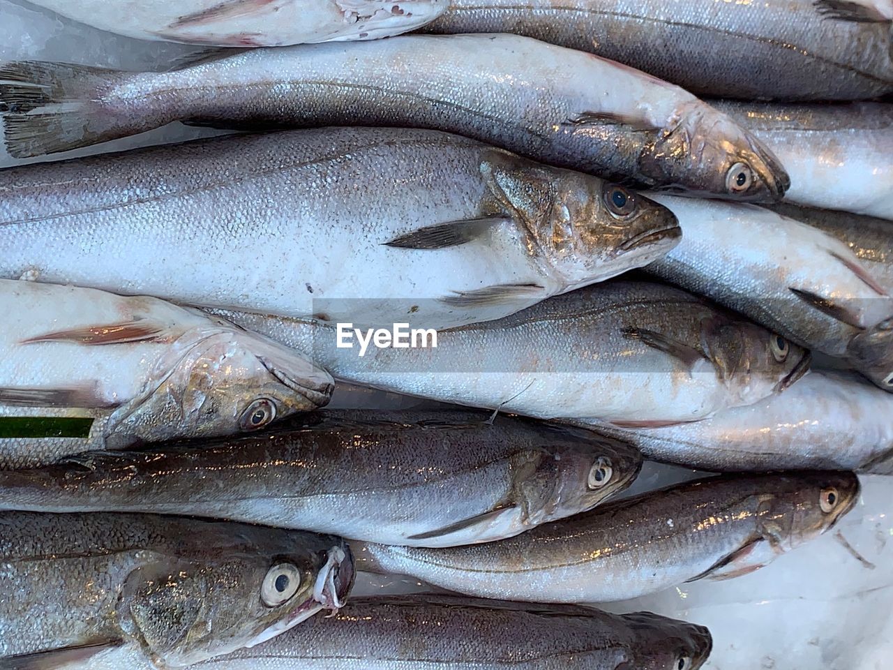 High angle view of fish for sale in market