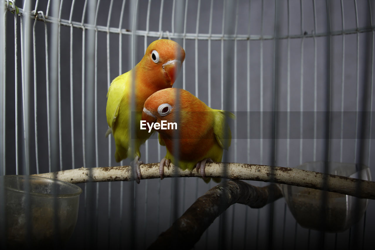 Close-up of parrot in cage