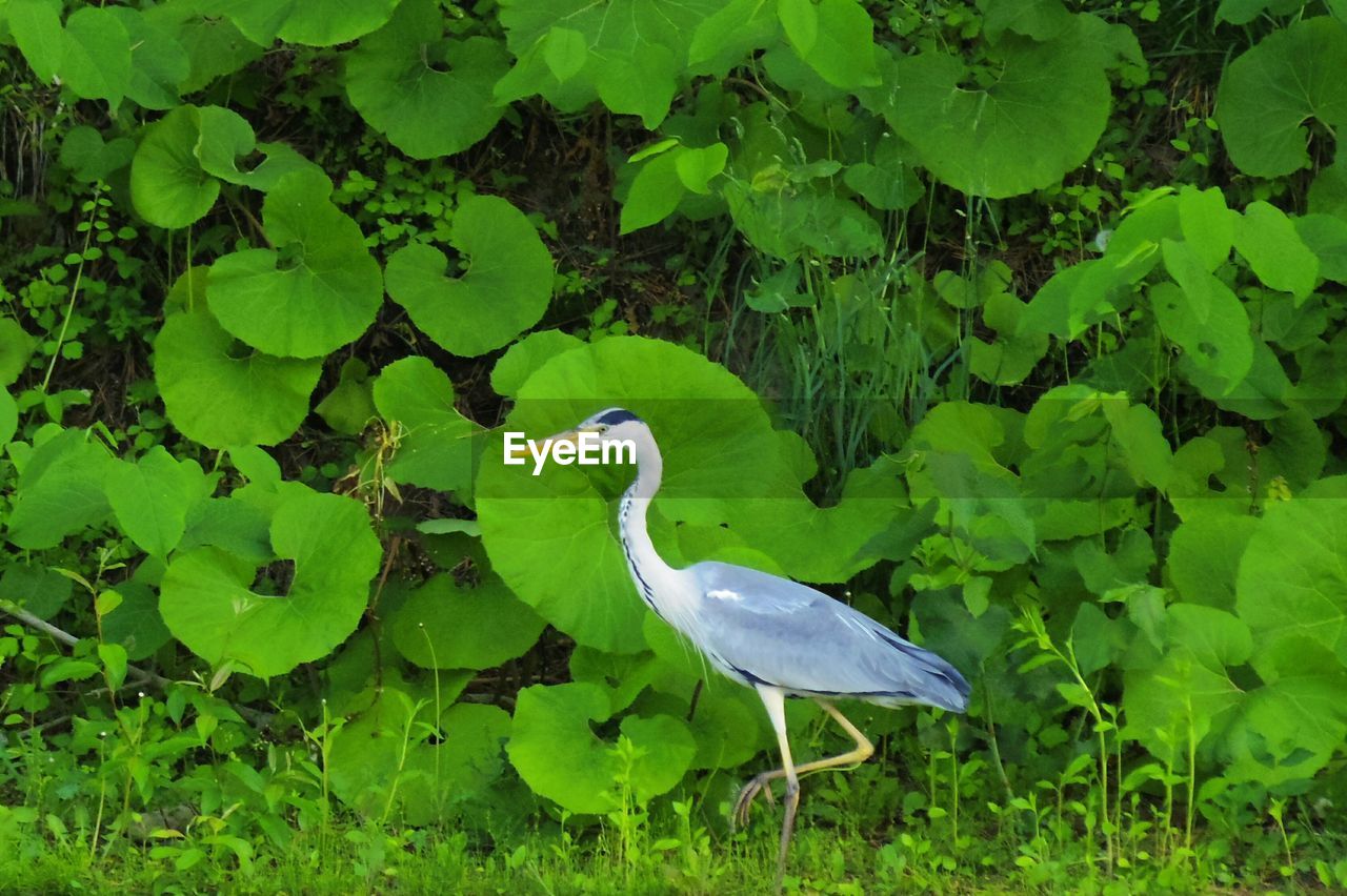 CLOSE-UP OF HERON ON GREEN PLANTS