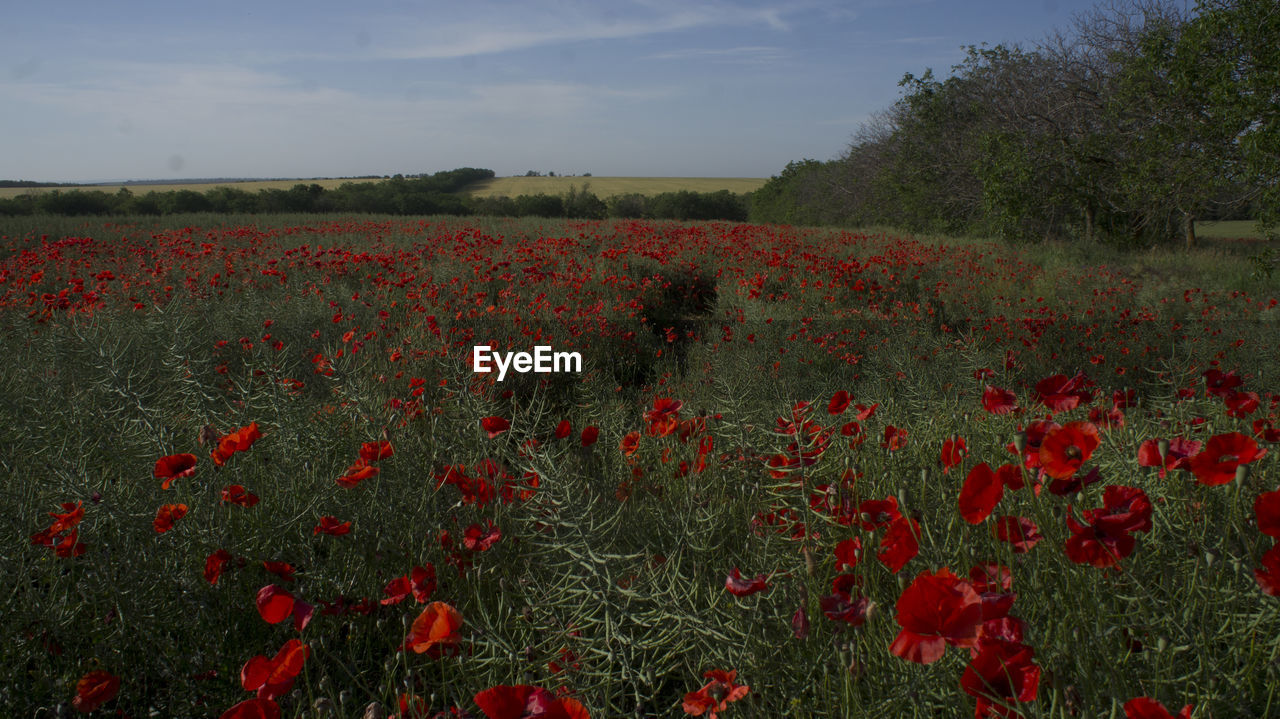 Red poppies on field against sky