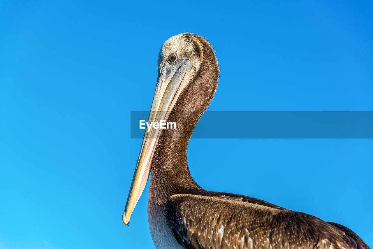 Low angle view of pelican against clear blue sky