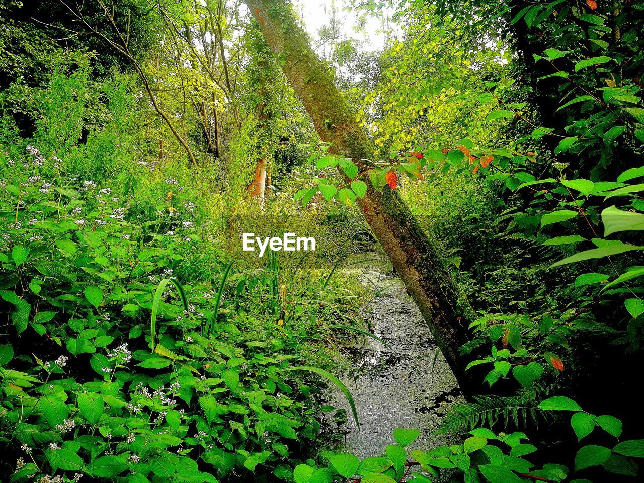 PLANTS IN FOREST