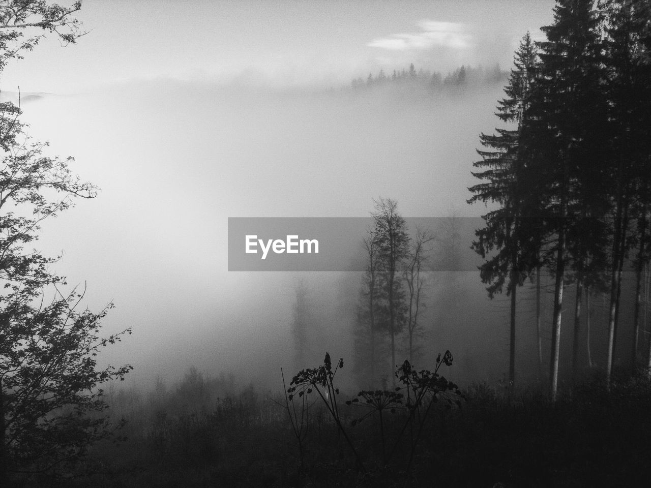 Silhouette of trees in foggy weather