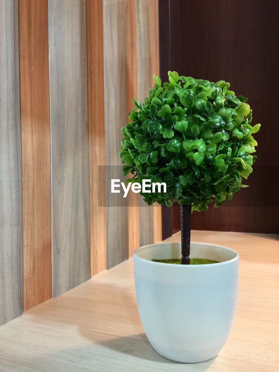 POTTED PLANT ON TABLE AT HOME