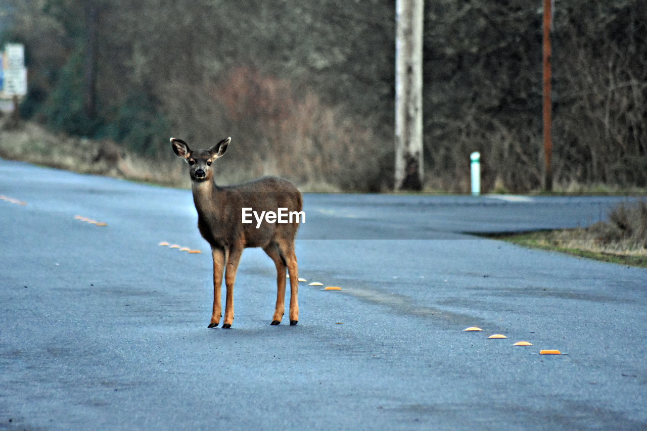View of deer in an asphalt street