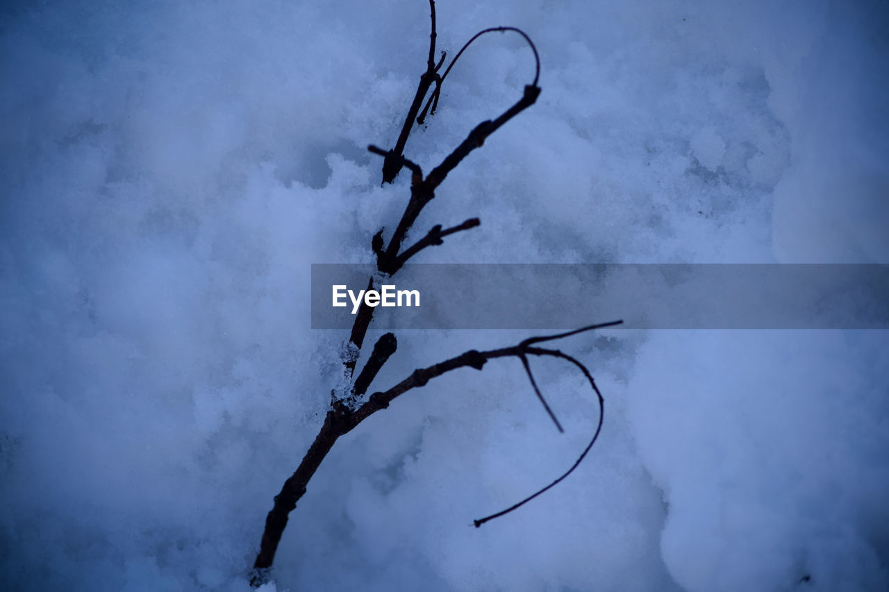 LOW ANGLE VIEW OF SILHOUETTE TREE AGAINST SKY