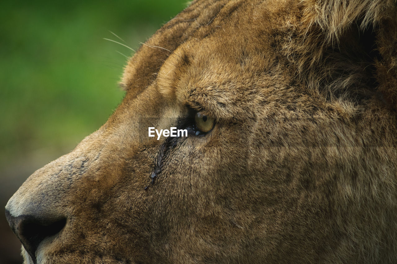 Close-up of a lion looking away