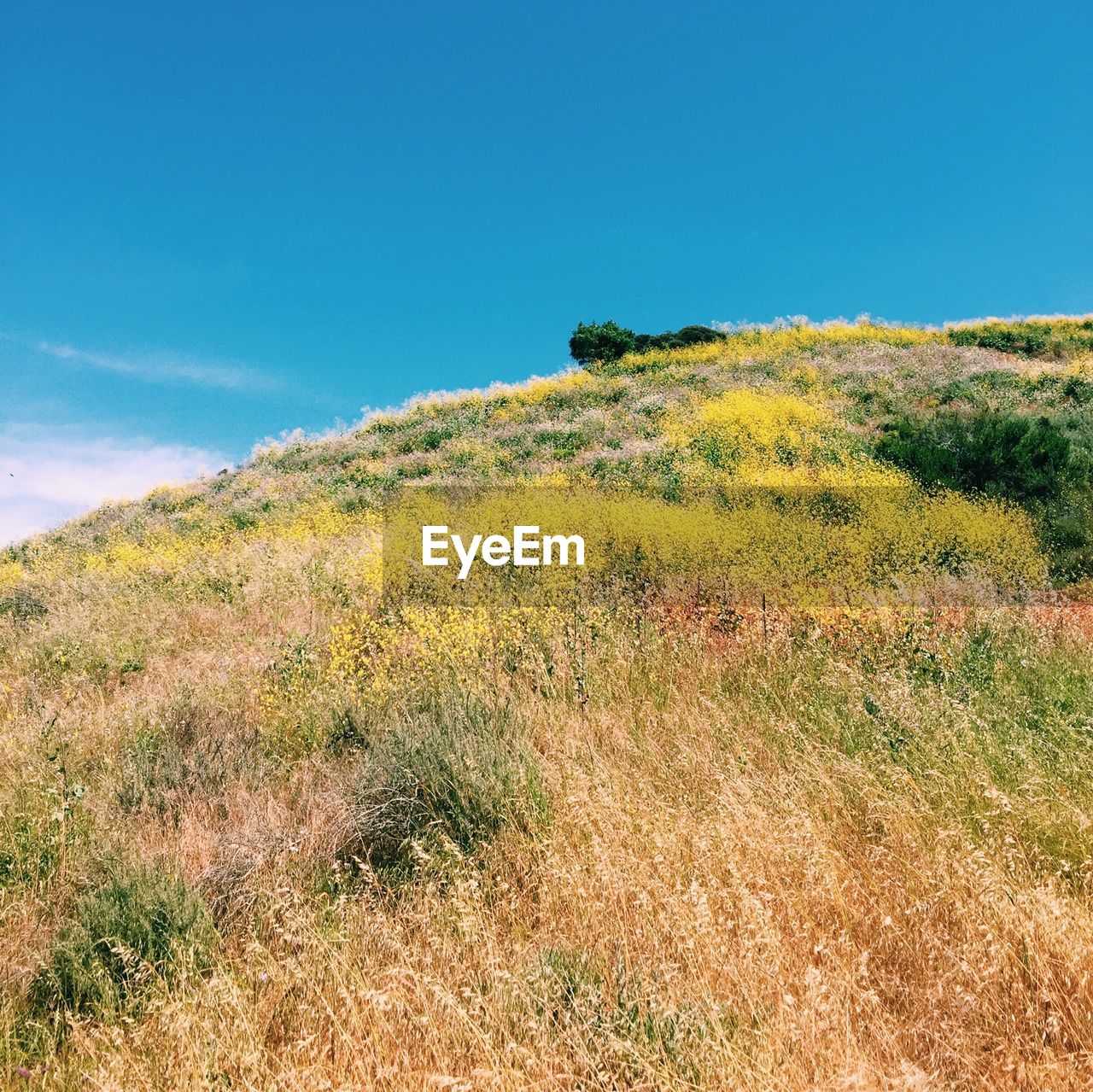 Scenic view of field against clear sky