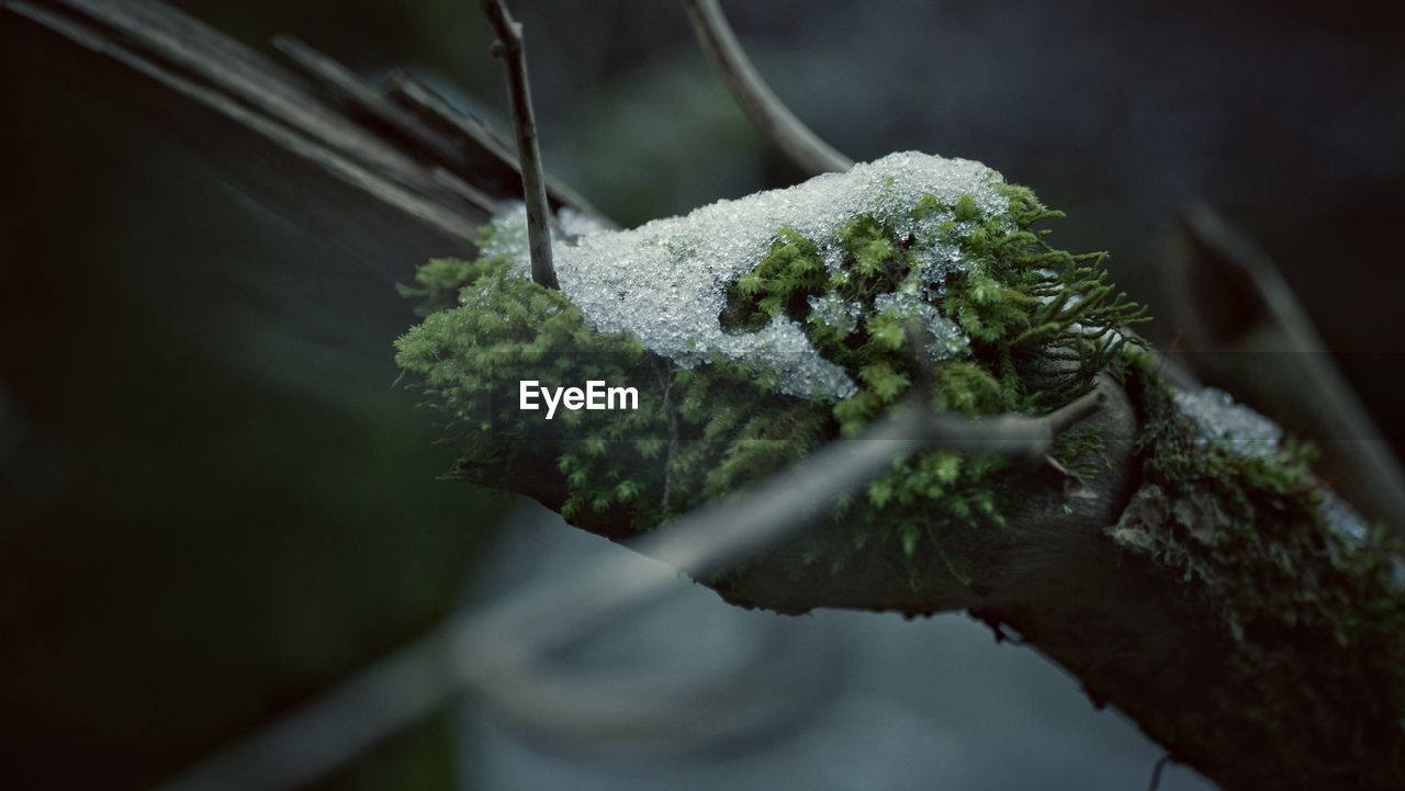 CLOSE-UP OF SNOW ON PLANTS