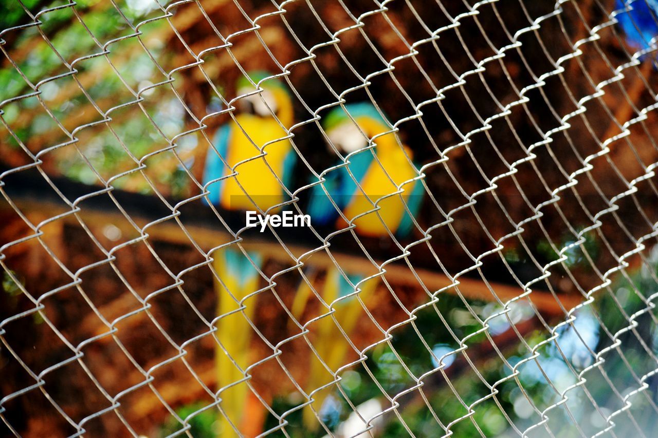 View of parrots in cage