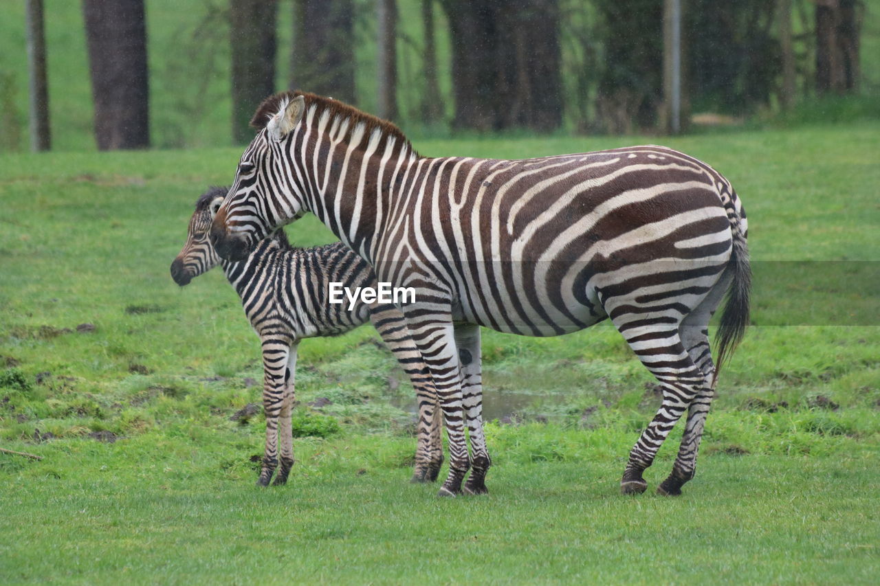 Zebra standing in a field