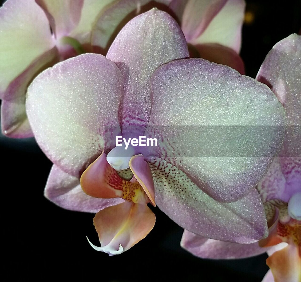 CLOSE-UP OF FLOWERS IN WATER