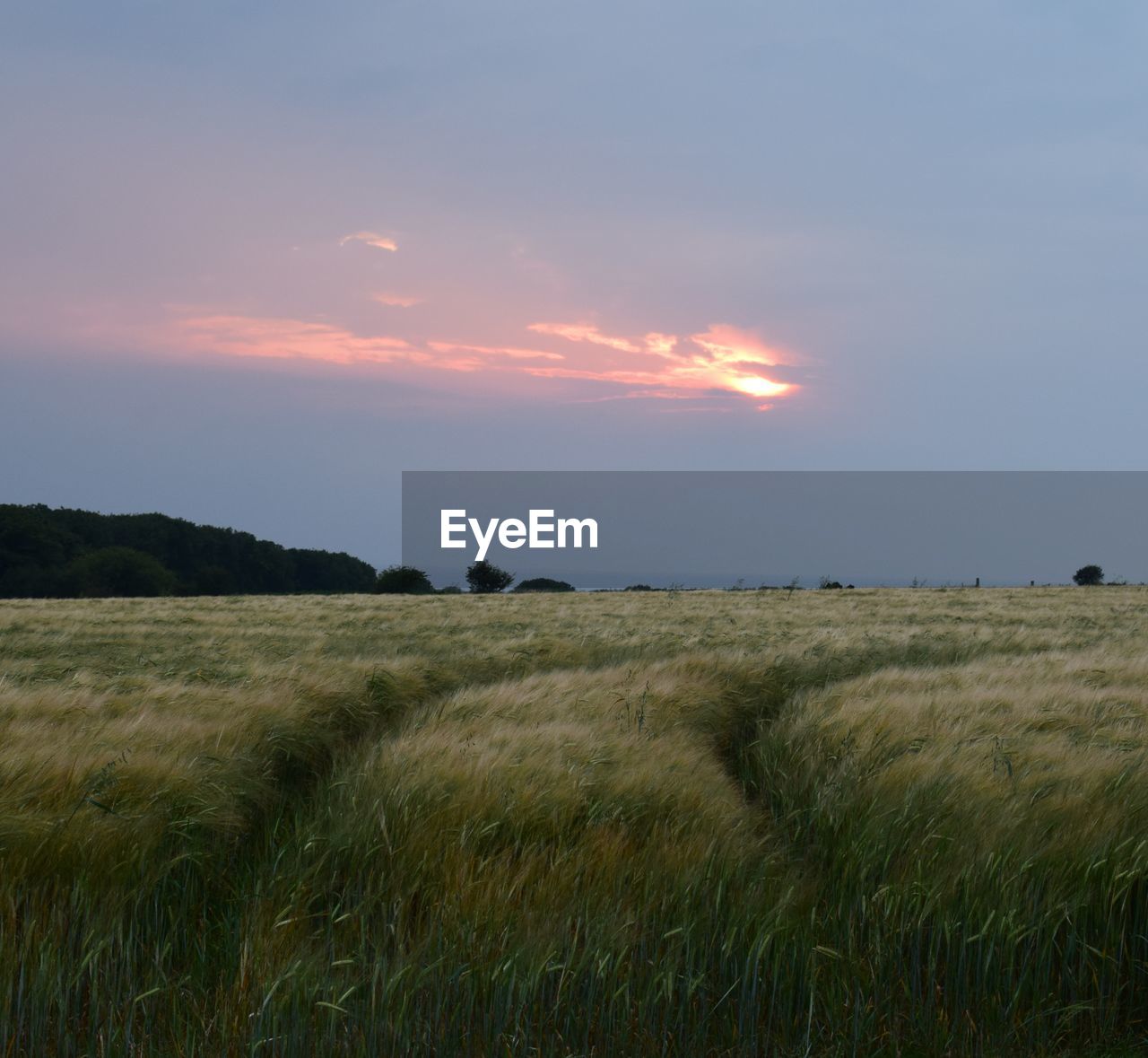 SCENIC VIEW OF GRASSY FIELD AGAINST SKY DURING SUNSET