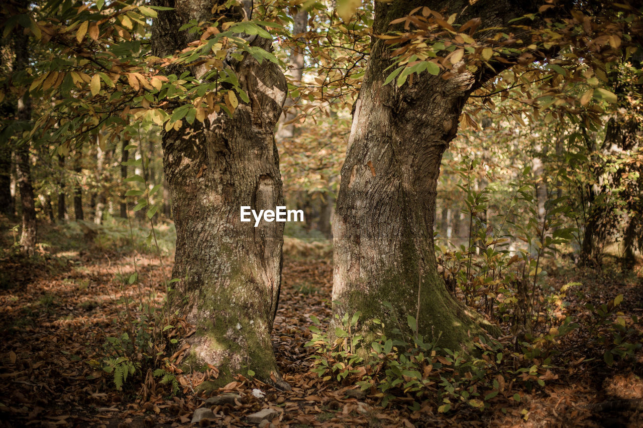 VIEW OF TREES IN THE FOREST