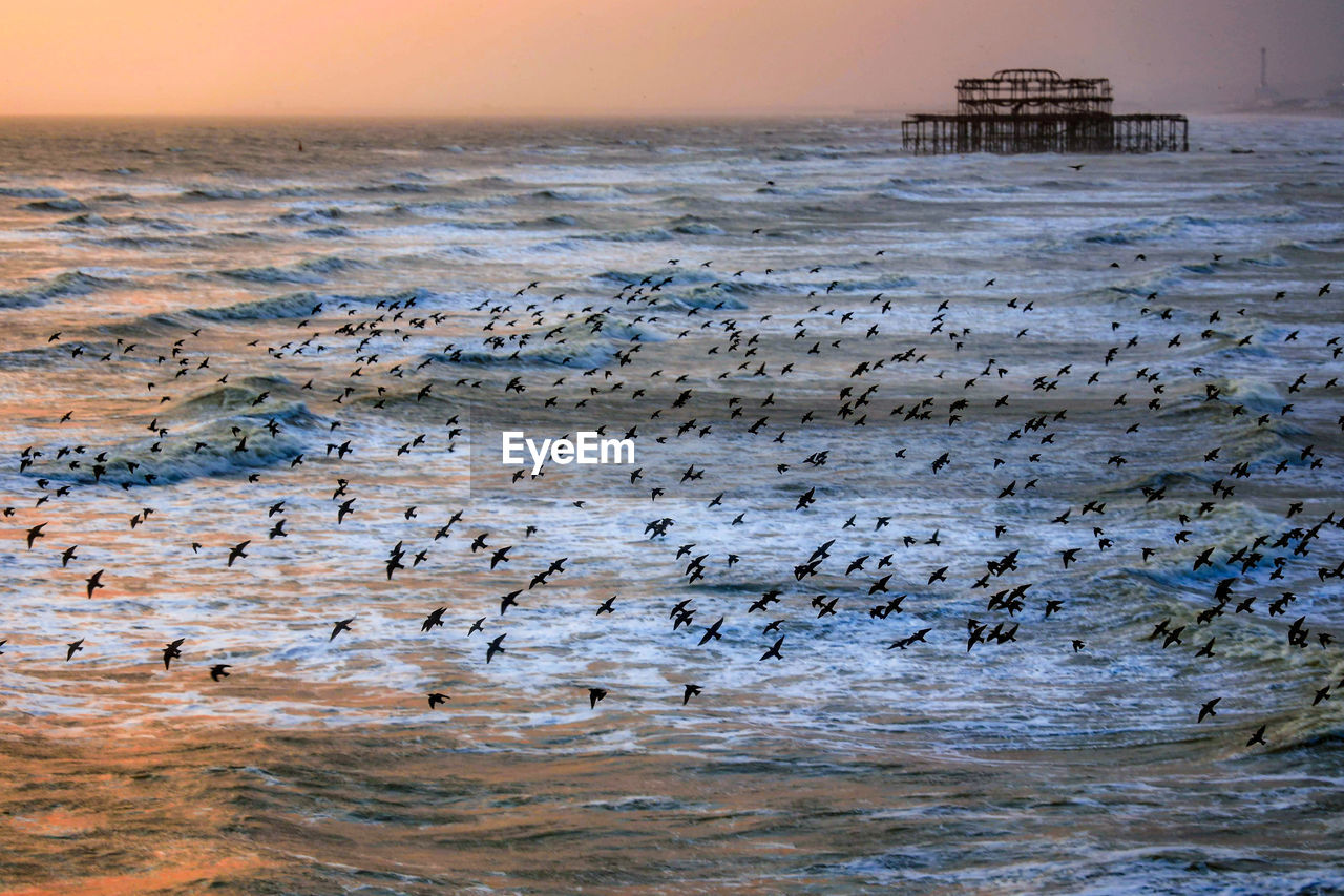 Flock of birds on beach against sky