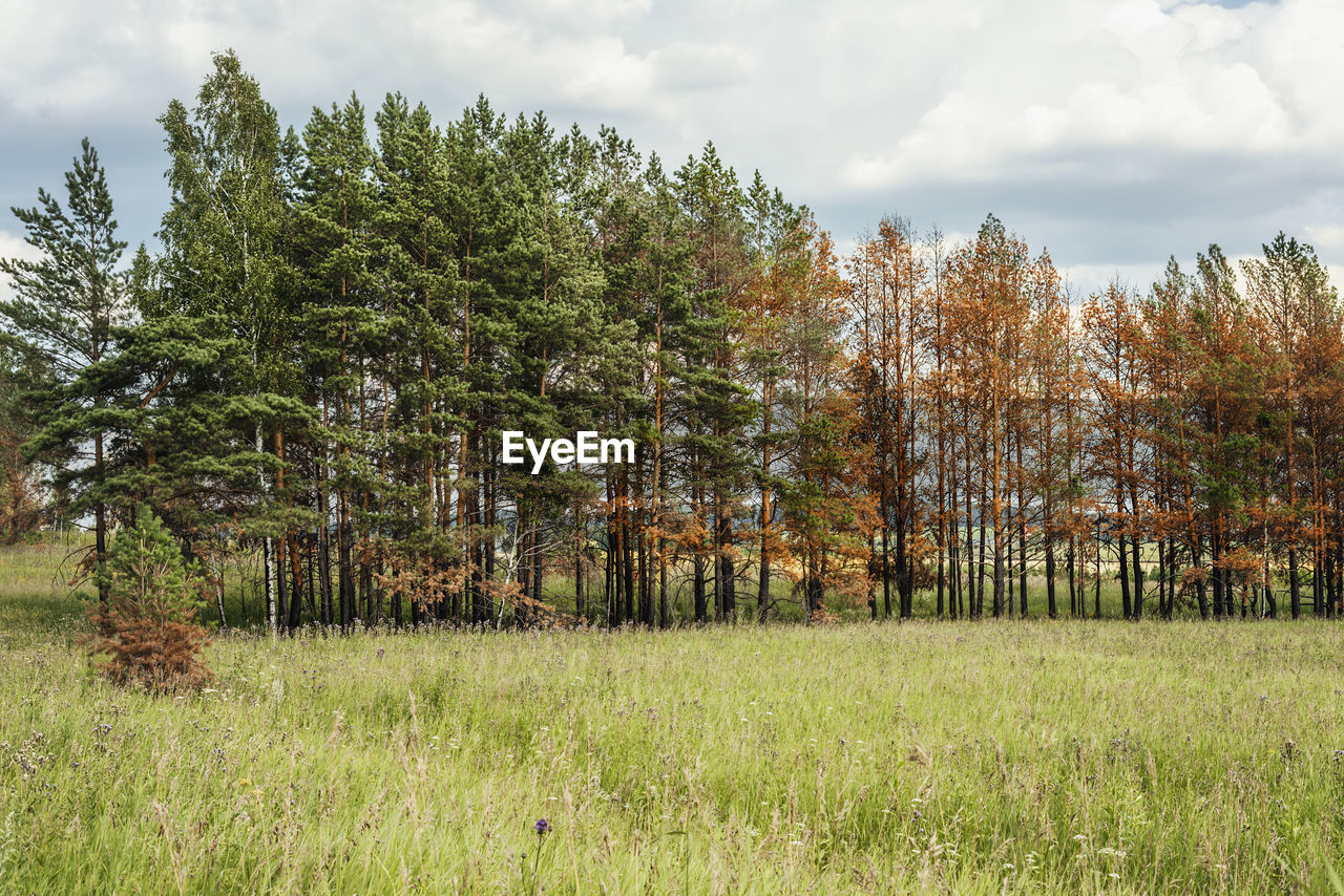 Dried coniferous yellow pine trees recovering after abnormal heat , drought or fire climate change 