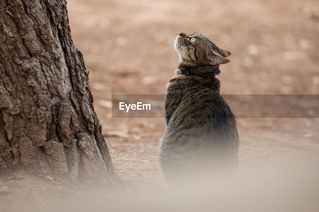 animal themes, animal, animal wildlife, close-up, wildlife, one animal, nature, no people, mammal, tree, outdoors, day, tree trunk, trunk, selective focus, winter