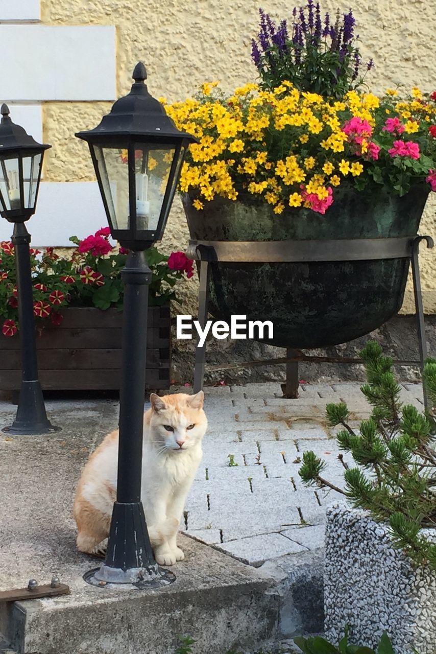 CAT SITTING ON POTTED PLANT