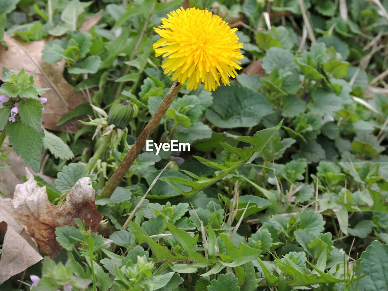 CLOSE-UP OF YELLOW FLOWERS