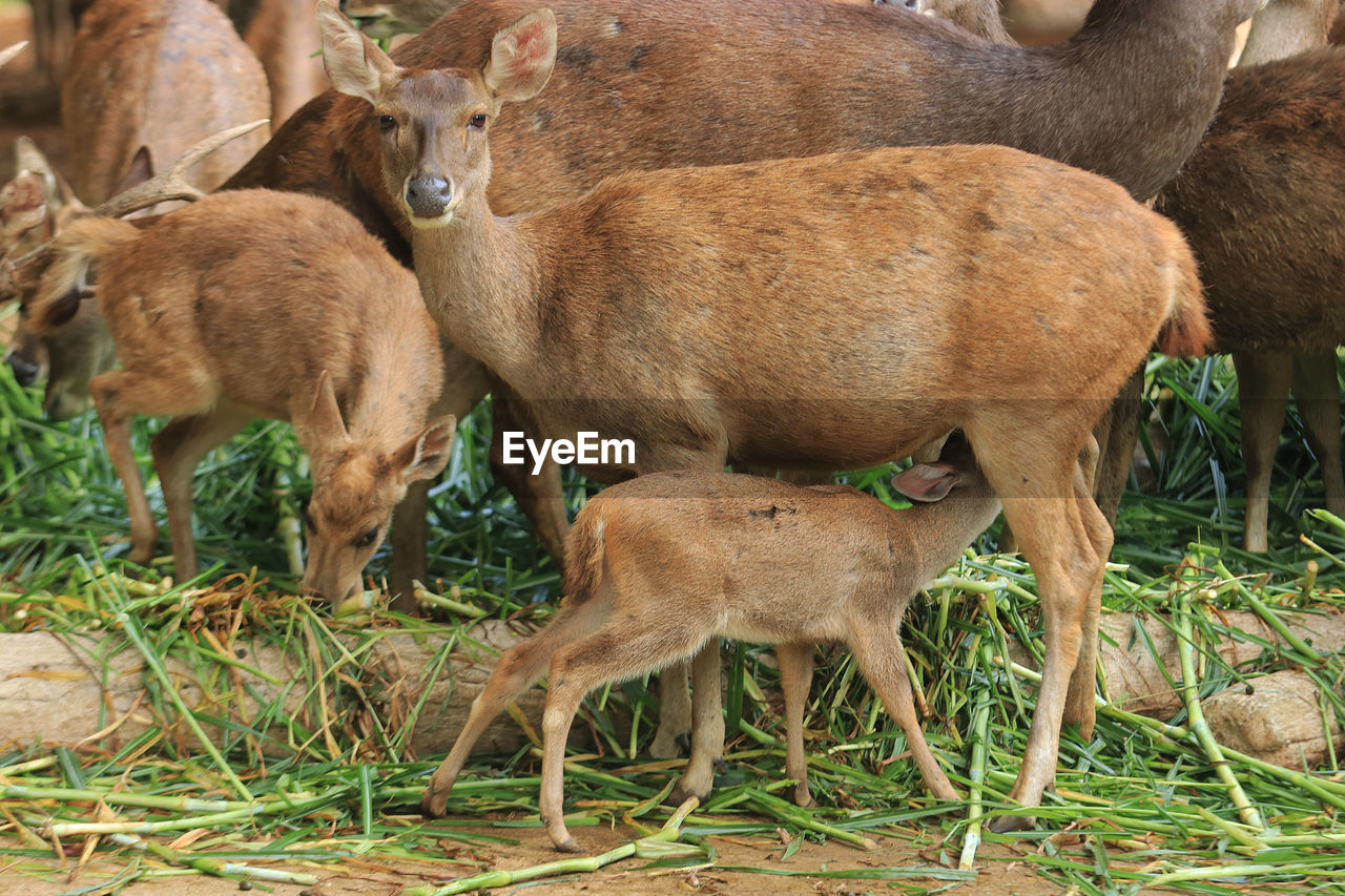 HERD OF DEER IN FIELD