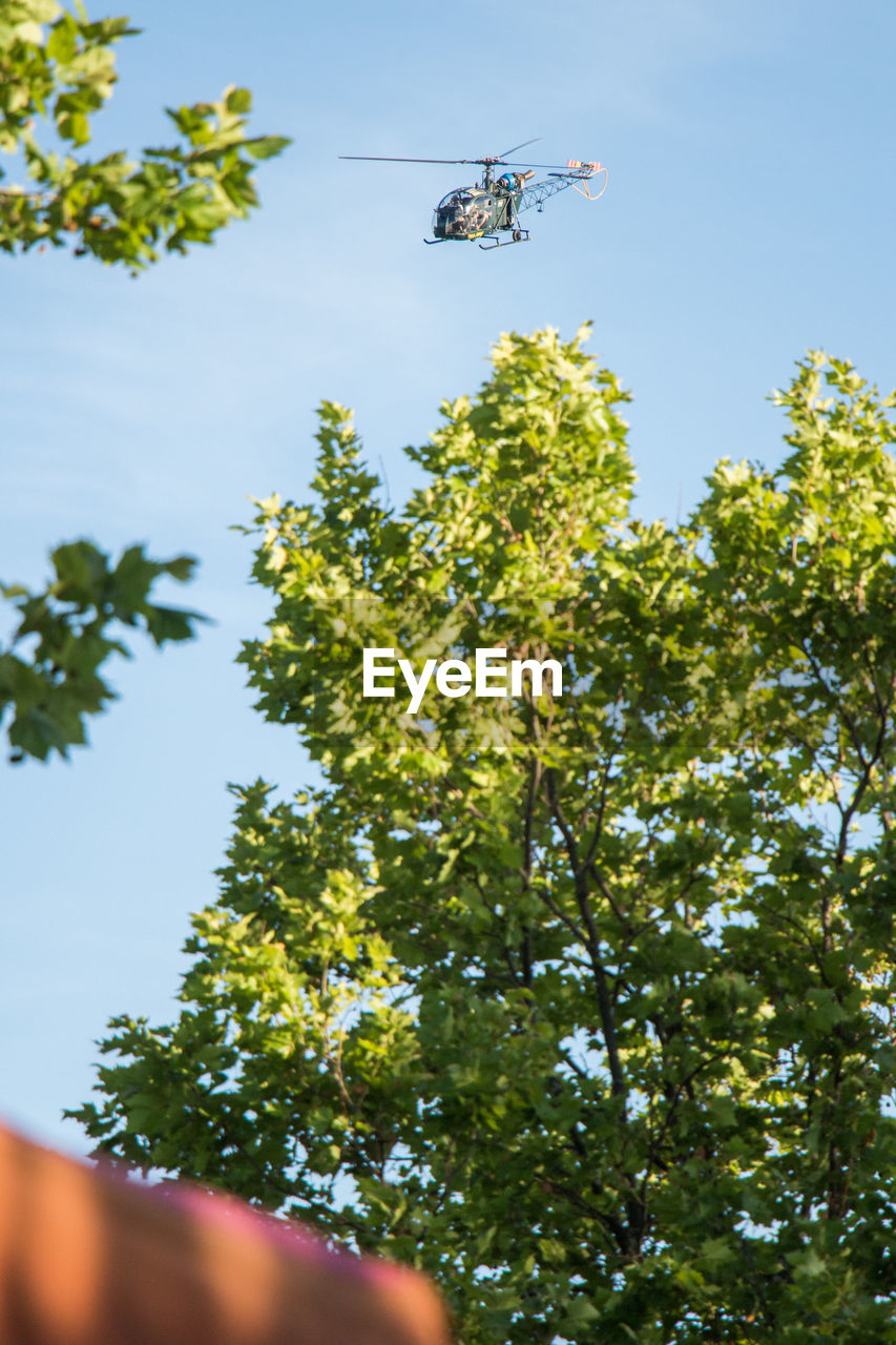 LOW ANGLE VIEW OF TREES AGAINST SKY