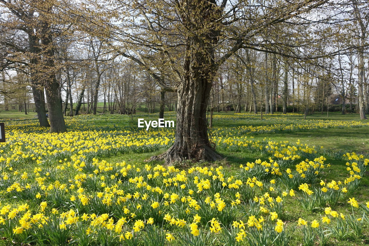 View of yellow flowering plants on field