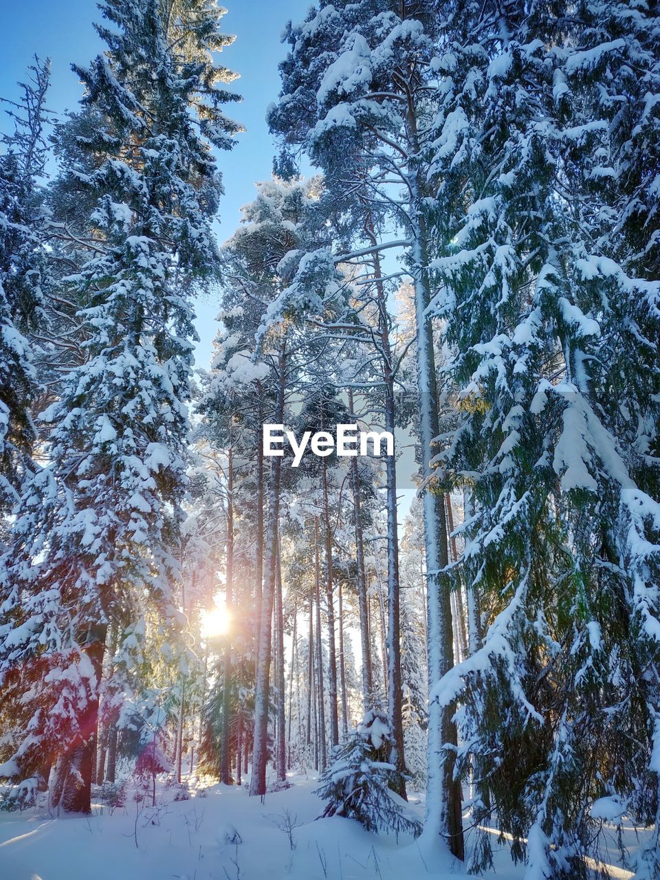 TREES ON SNOW COVERED LAND